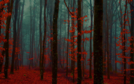 981965 (a): :1920x1200